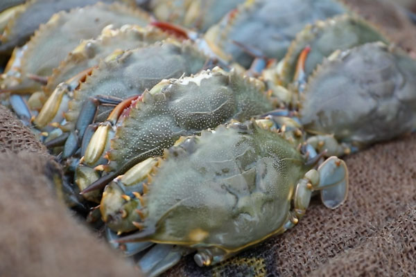 Soft Shell Crab Is Back In Season At The Skull Creek Boathouse